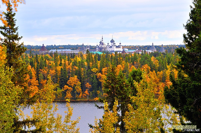 Соловки лес