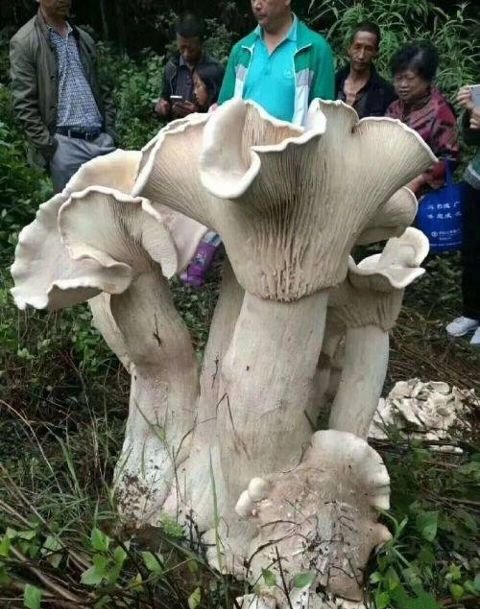 Китайский дедуля нашел съедобного короля всех грибов