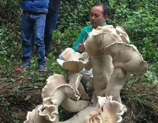 80-летний китаец надеется, что найденного им "короля всех грибов" занесут в Книгу рекордов Гиннесса