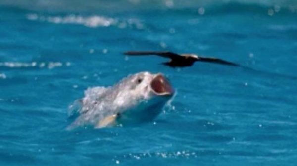 У Сейшельских островов засняли, как рыба поймала птицу