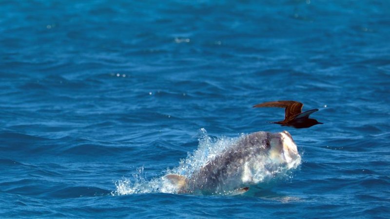 У Сейшельских островов засняли, как рыба поймала птицу