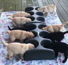 У соседа еда вкуснее