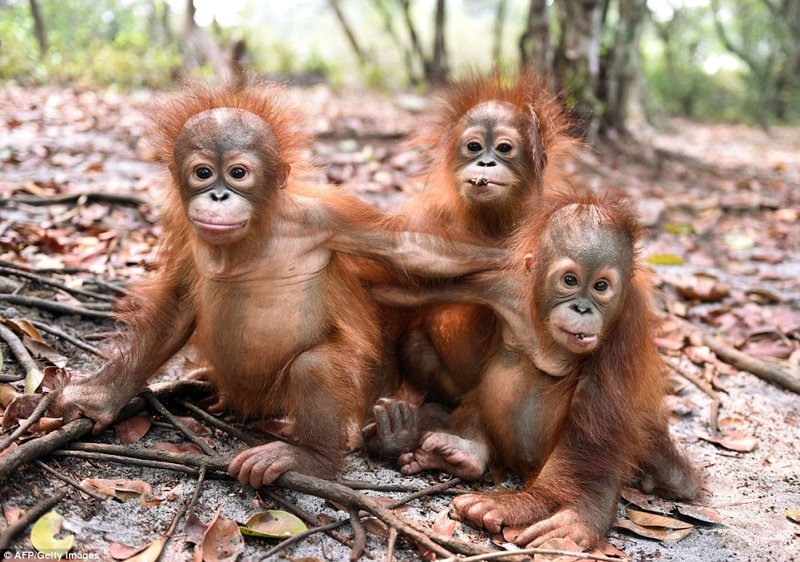 Детеныши обезьян . Фотоподборка