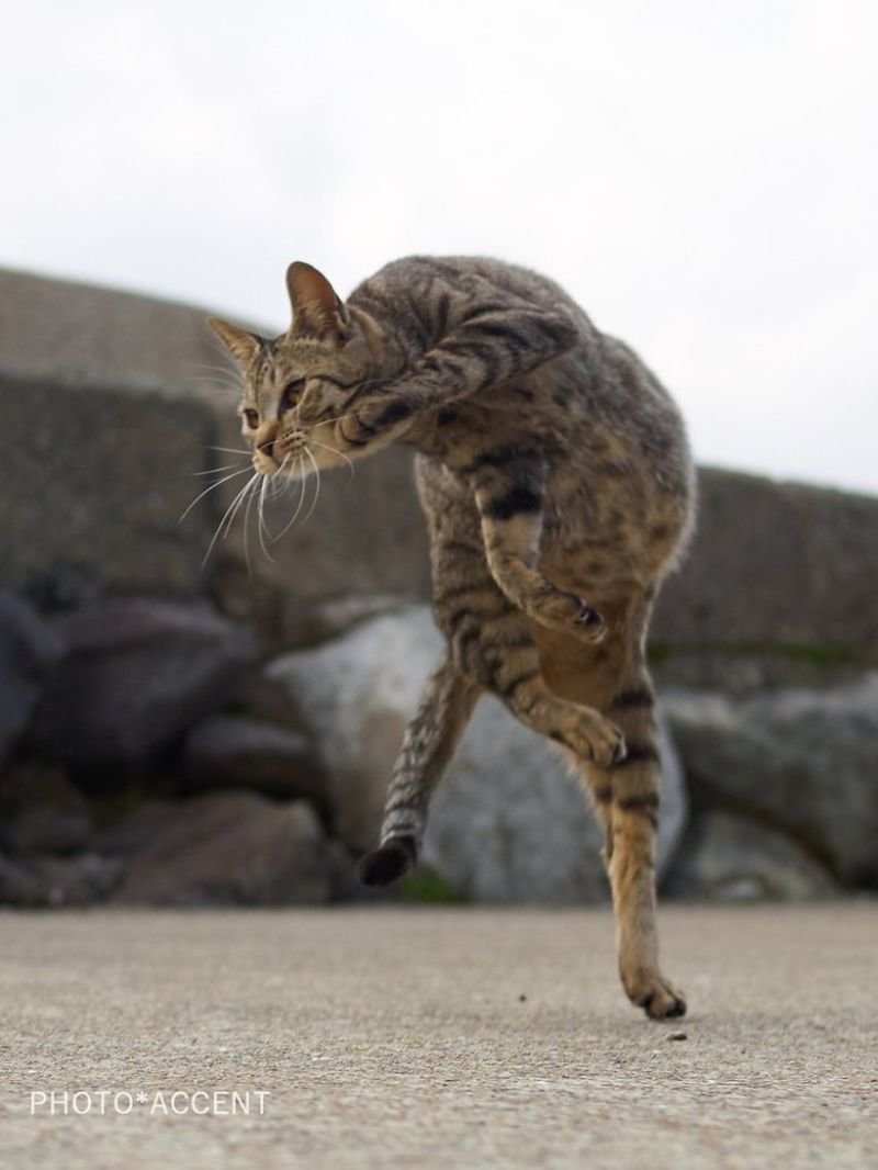 Японский фотограф посвятил свою жизнь съемкам кошек-«ниндзя»