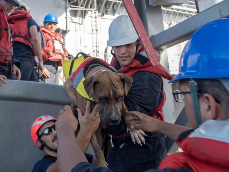 Появилось видео спасения проболтавшихся в океане полгода мореплавательниц с их собаками