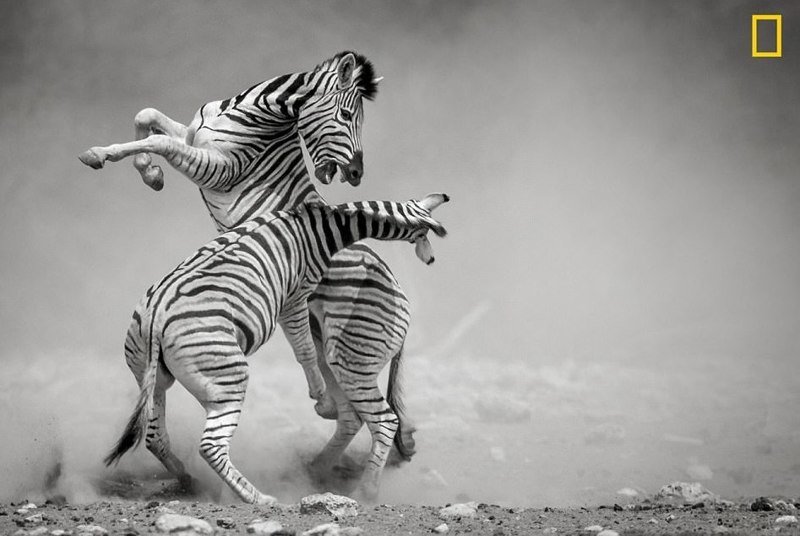 Фотоконкурс National Geographic "Фотограф года": лучшие в мире снимки живой природы