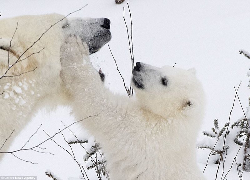 Белый медвежонок играет с мамой: очаровательные кадры!