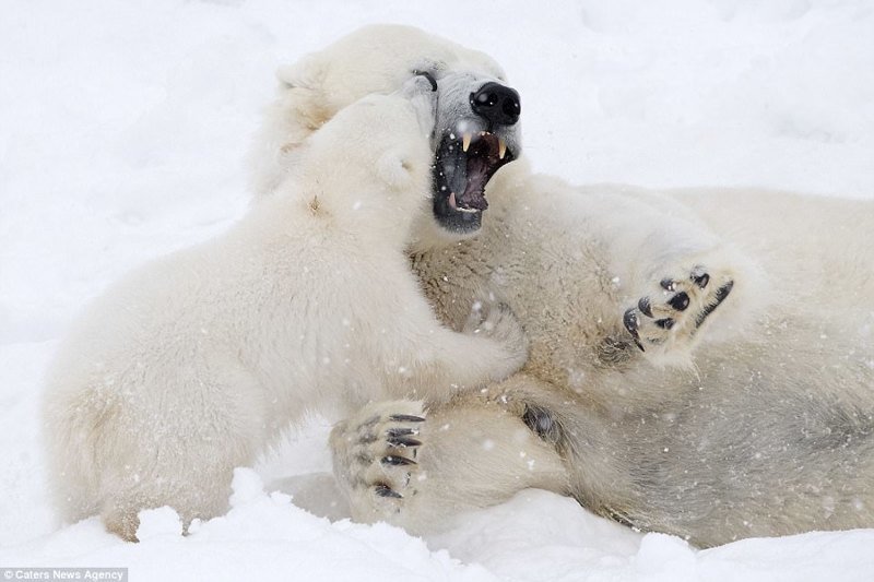 Белый медвежонок играет с мамой: очаровательные кадры!