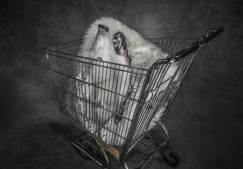 Шкура белого медведя в тележке супермаркета