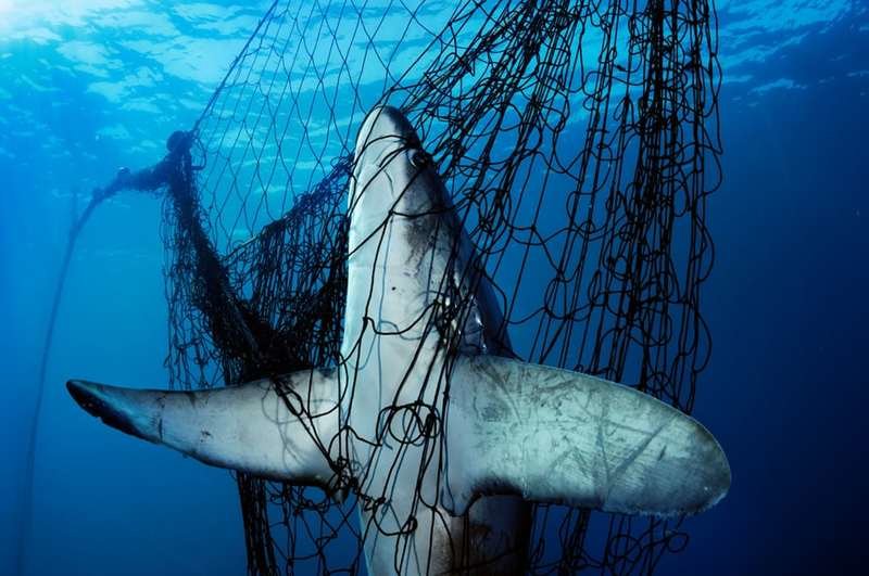 Лисья акула, попавшая в сеть в Калифорнийском заливе, Мексика