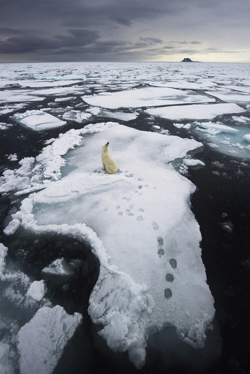 Таяние льда, вызванное изменением климата, угрожающее вымиранием белого медведя