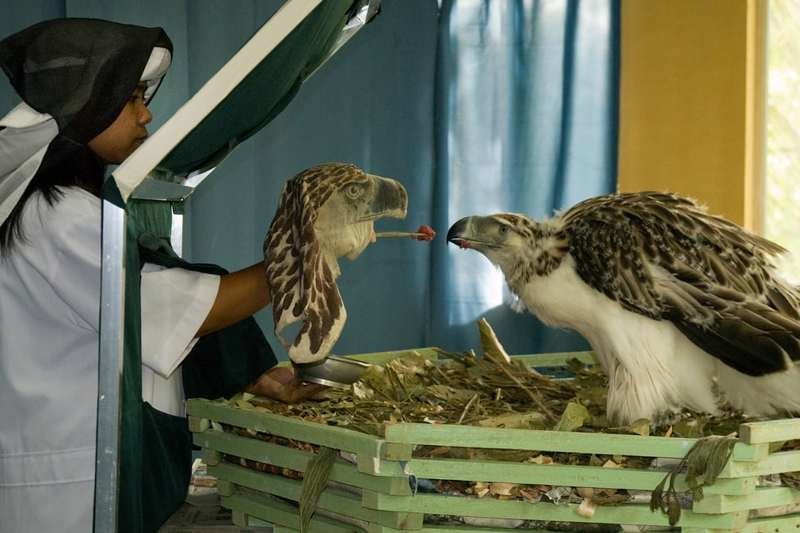 Выращенный в неволе филиппинский орел во время кормления в специальном Центре филиппинских орлов