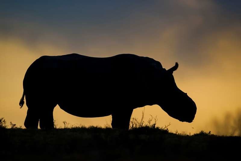 Тханди — самка белого носорога, потерявшая рог из-за браконьеров