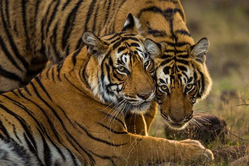 Молодые бенгальские тигры в индийском национальном парке Рантхамбор