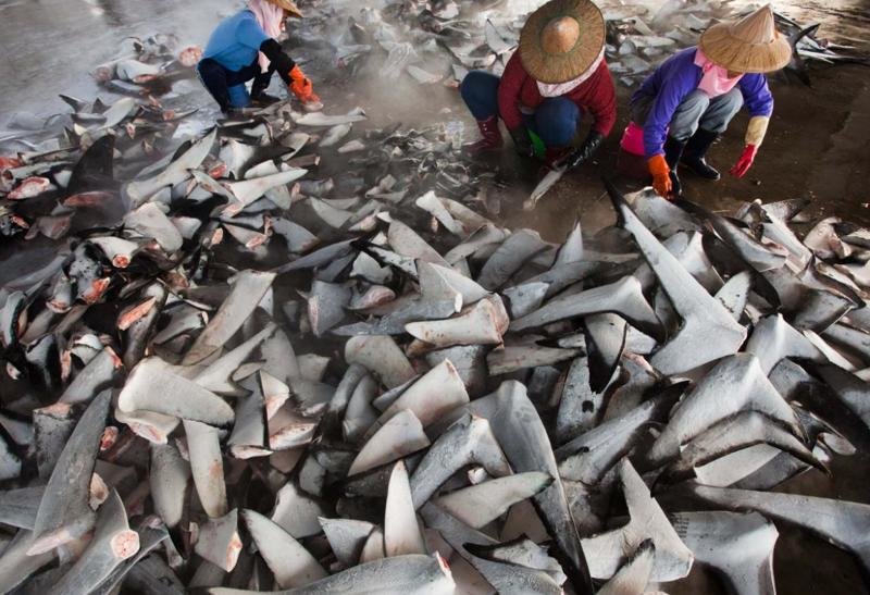 Сотни акульих плавников на китайском рынке