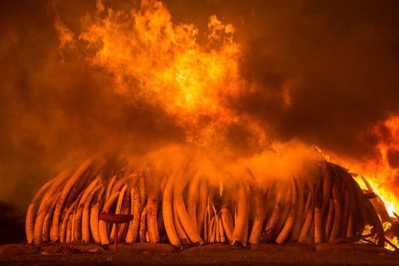 Сжигание слоновой кости, Кения, 30 апреля 2016 года