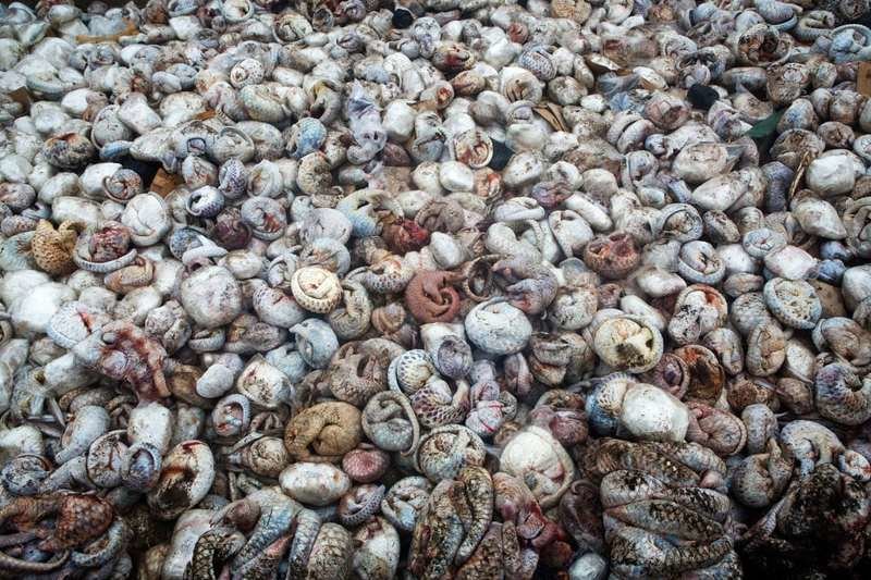 Около 4000 замороженных панголинов были изъяты из контейнера во время незаконной перевозки в порту Суматры