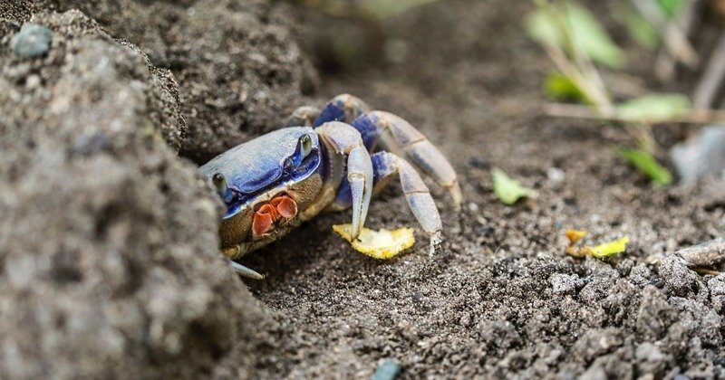 Вы удивитесь, но у нас с крабами очень много общего