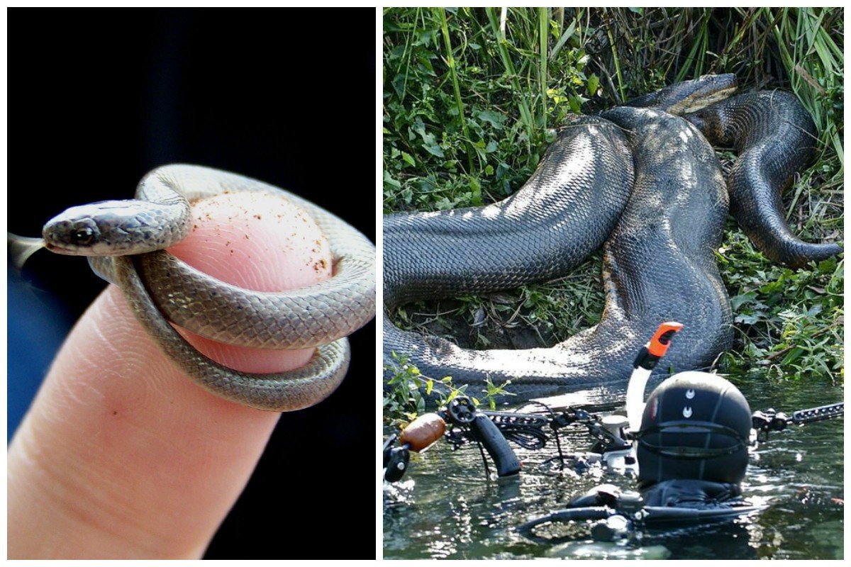 Сколько метров змея. Самая большая Анаконда 41м. Анаконда змея маленькая.