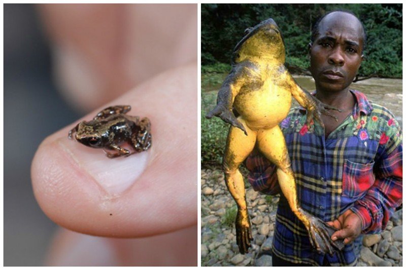 Самая маленькая лягушка - Paedophryne amauensis, длина около 7 миллиметров, самая большая - африканская Голиаф - могут достигать веса 3 килограмм, в длину более 50 см.