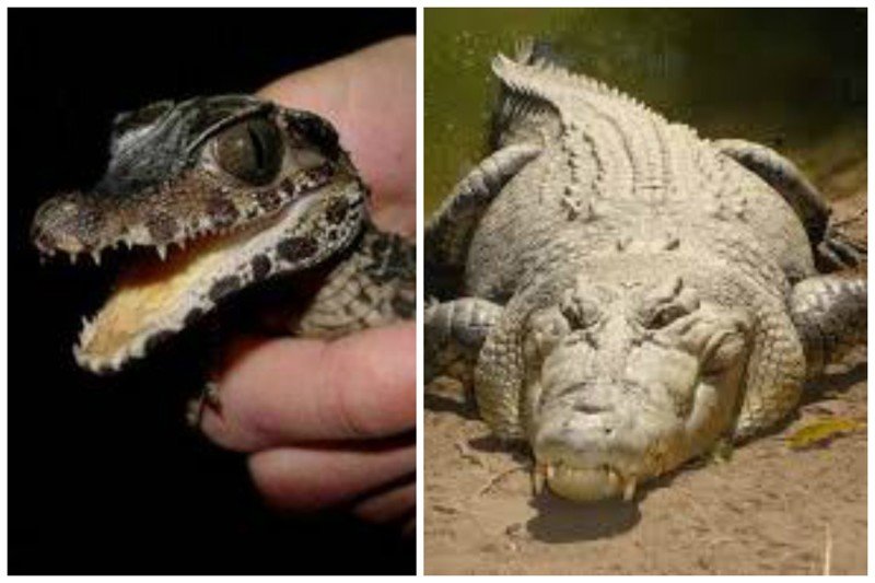 Самый маленький крокодил - карликовый крокодил, длина  максимум 190 см, самый большой  - Гребнистый или морской крокодил (Crocodylus porosus)  - 5,48 м, 998 кг вес.