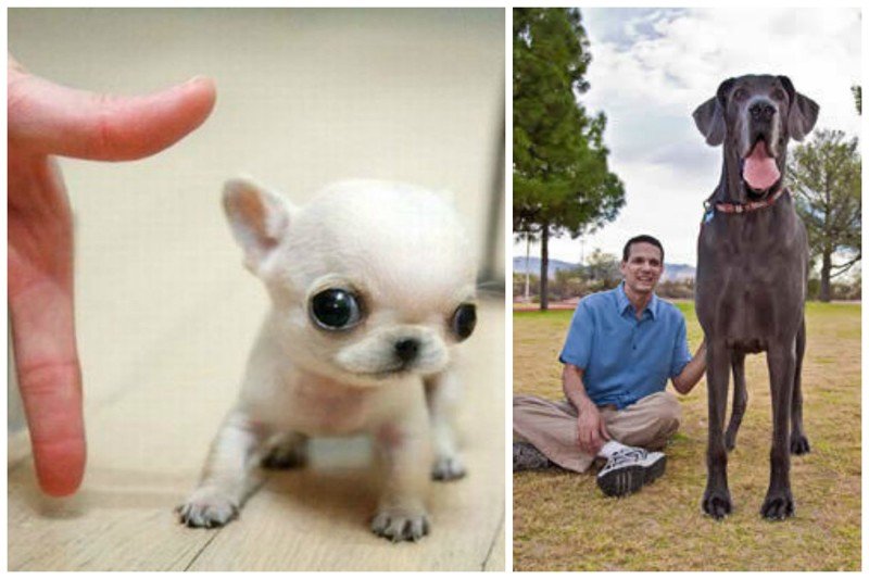 Самая маленькая собака - Чихуахуа по кличке Том Там, вес 100 грамм, длина 12 см, самая большая собака - голубой дог Джордж Общая длина пса (от носа до хвоста) составляет 221см. 