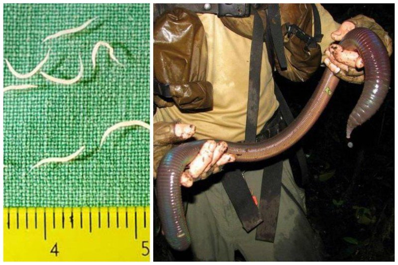Самый маленький червь - острица -  от 5 до 10 мм, самый большой червь - дождевой  - гигантский австралийский червь, достигает в длину от 80 см до 3 м.