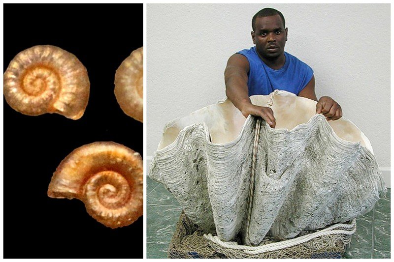 Самый маленький моллюск - аммоницера рота с диамет­ром раковины 0,5 мм, самый большой моллюск  - Тридакна гигантская (Tridacna gigas) - раковина длинной 1.37 м. и массой 230 кг