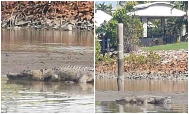 Вторжение монстров: в жилом квартале Австралии заметили трехметрового крокодила