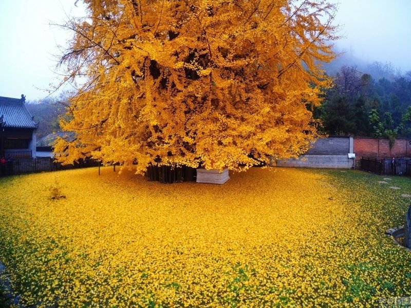 Последний привет осени: 1400-летнее дерево снова разливает океан желтых листьев