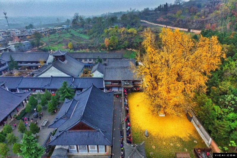 Последний привет осени: 1400-летнее дерево снова разливает океан желтых листьев