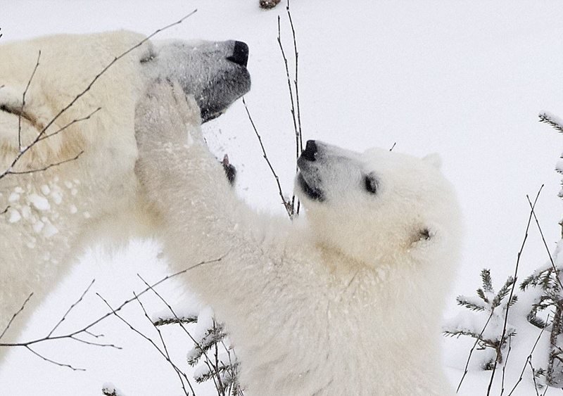 Белый медвежонок с мамой-медведицей в финском парке