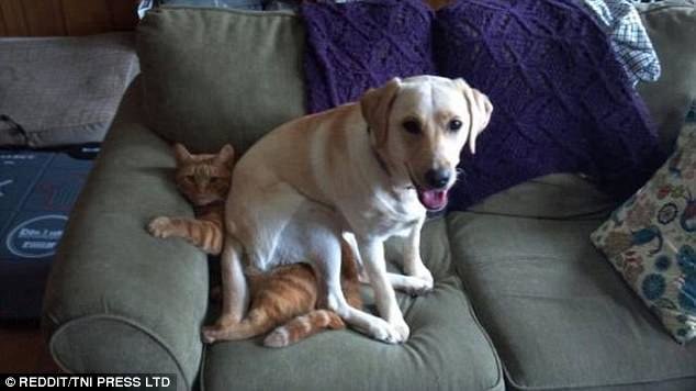 Кошка и собака в доме - борьба за диван неизбежна