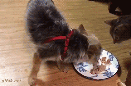 Прикольные гифки