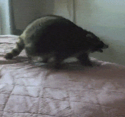 Прикольные гифки