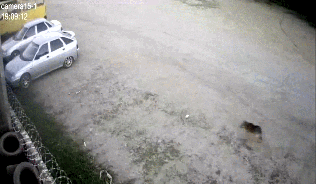 Прикольные гифки