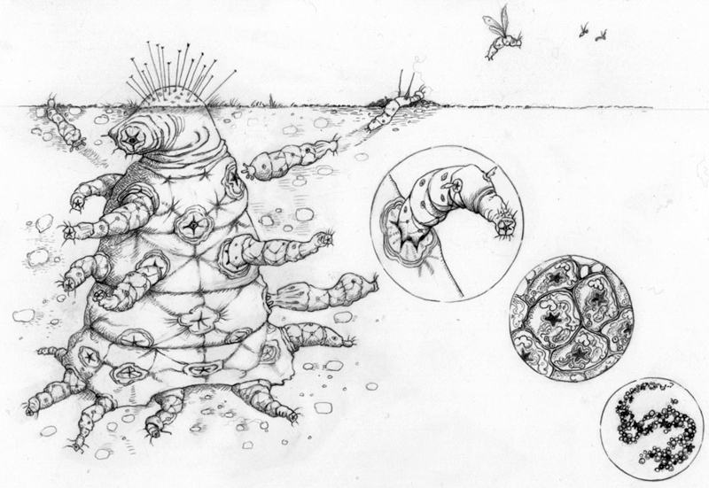 Пример сложного инопланетного существа, которое прошло через много основных переходов. Иллюстрация: Оксфордский университет