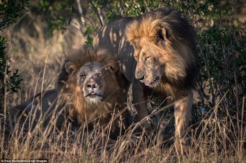 Что касается львов, научные исследования показали, что 8% самцов могут образовывать пары с самцами. То же относится и к самкам. Случаи такого гомосексуального поведения были зафиксированы главным образом у животных, живущих в неволе.