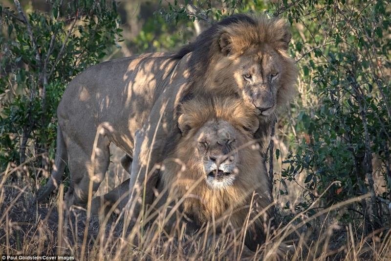 Фотограф рассказал: "Обычно спаривание львов продолжается несколько секунд, а у этих двоих длилось больше минуты"