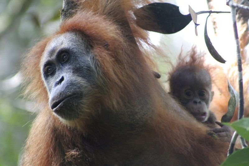 Международный союз охраны природы отнес Pongo tapanuliensis к виду, находящемуся под угрозой вымирания