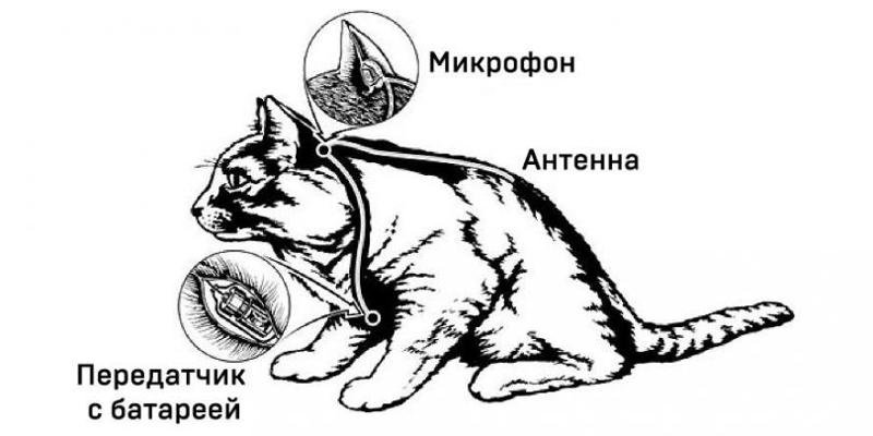 Кот-киборг на тропе холодной войны	