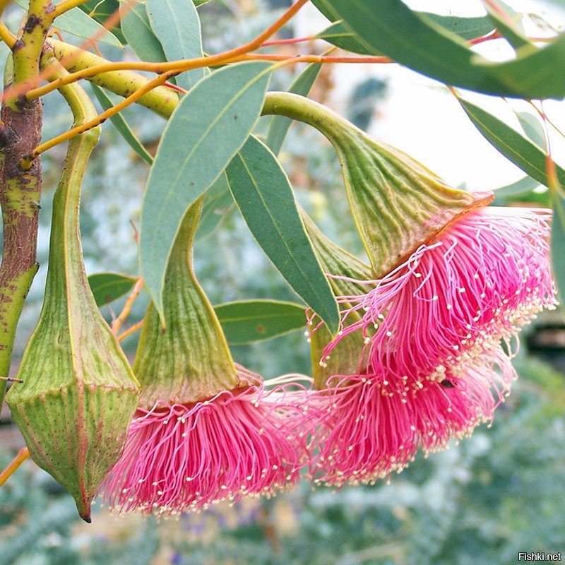 Цветы австралии красивые