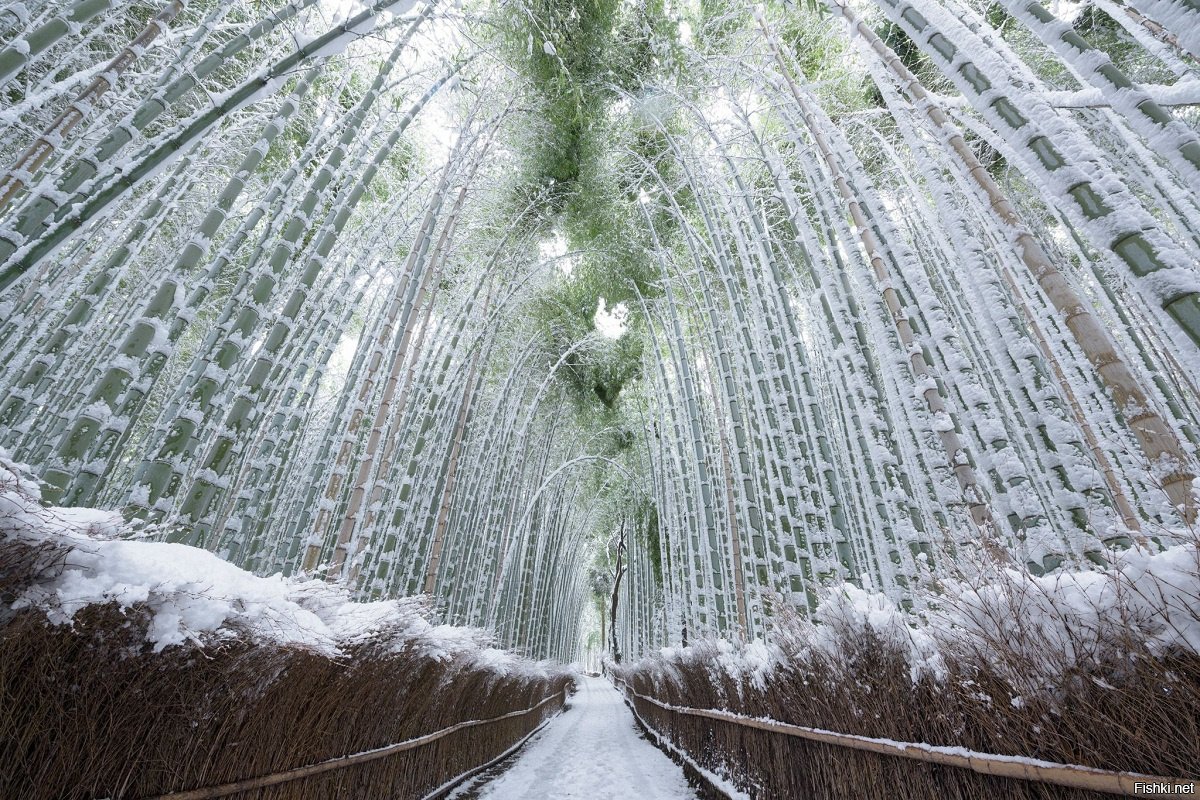 Заснеженный бамбуковый лес. #Япония