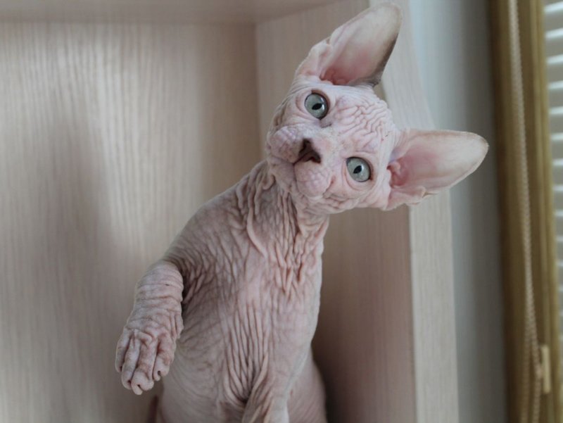 Канадский сфинкс появился в 1966 году. Тогда у хозяев тоже родился совершенно голый котенок и они начали разведение породы, отличающейся большими ушами, складчатой кожей, кривыми лапками и милым характером.