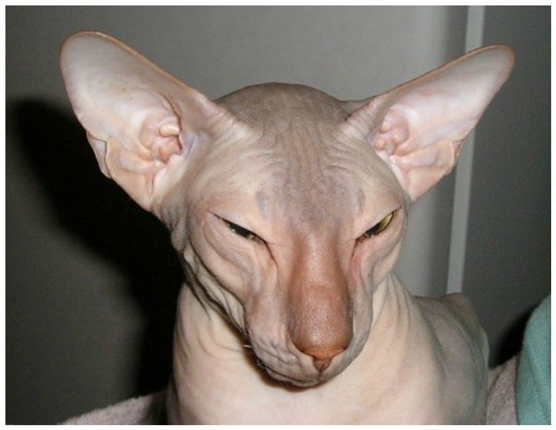 Петербургский сфинкс или петерболд. Эти кошки внешне очень похожи на обыкновенных ориентальных кошек, которые не имеют шерсти. 