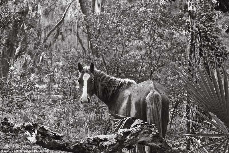 Дикие лошади острова Камберленд