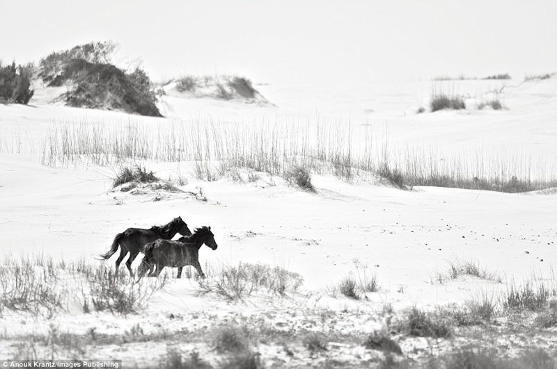 Дикие лошади острова Камберленд