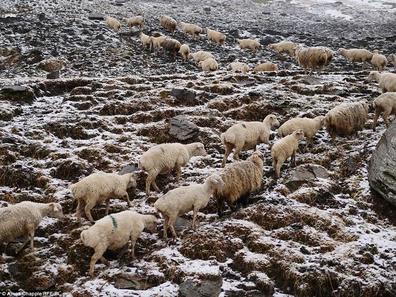 Захватывающее приключение в Грузии: перегон стада овец через перевал Абано