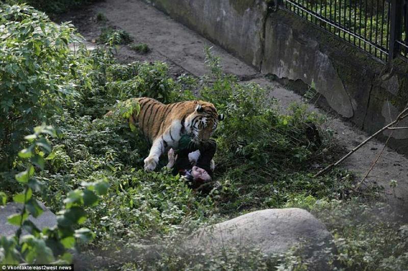 На сотрудницу Калининградского зоопарка напал тигр
