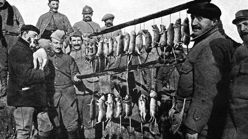 Первая Мировая, окопная война, результат охоты одного единственного специально натасканного терьера на кишащих во французских окопах крыс за 15 минут